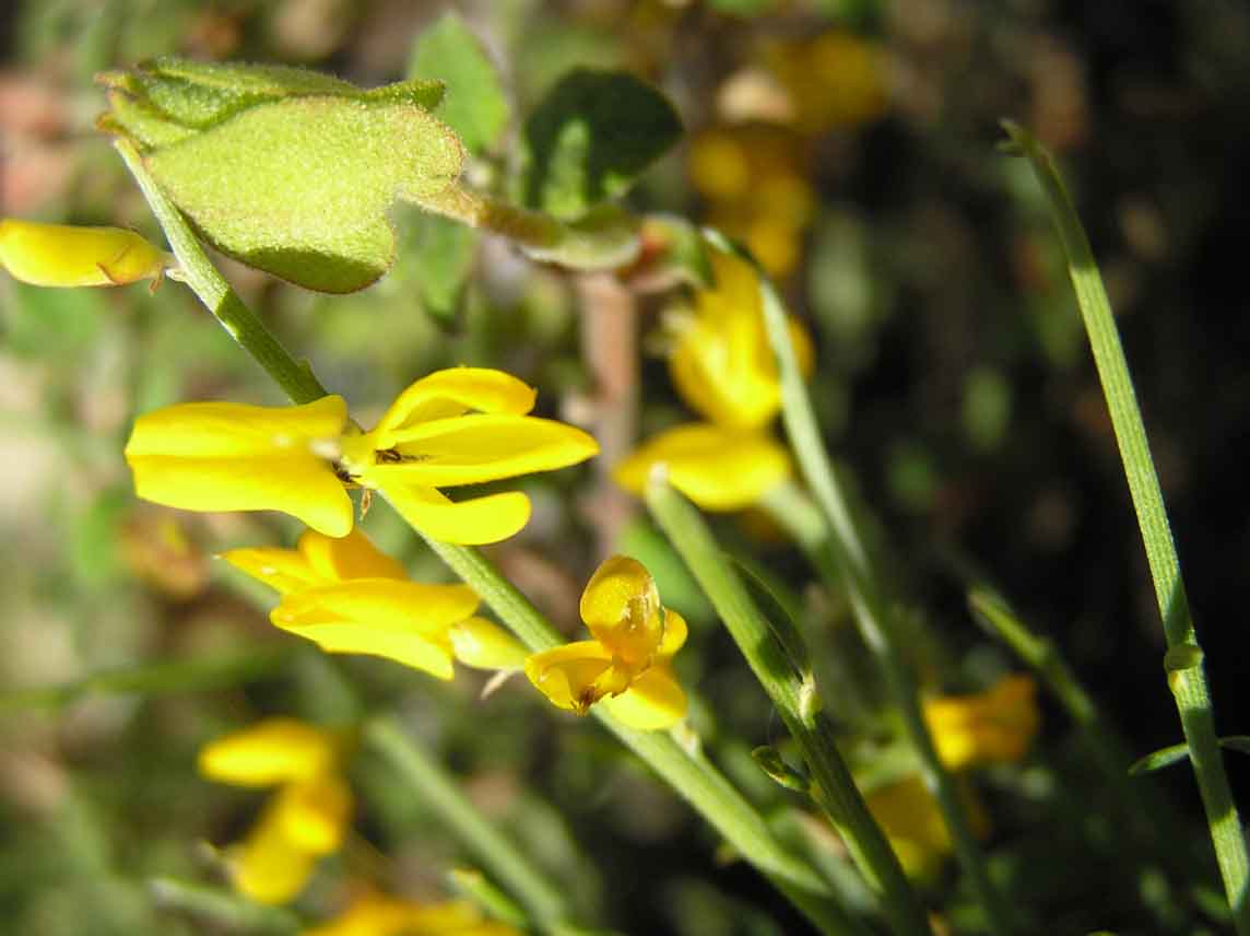 Leguminosa da detrminare - Genista cfr. sardoa